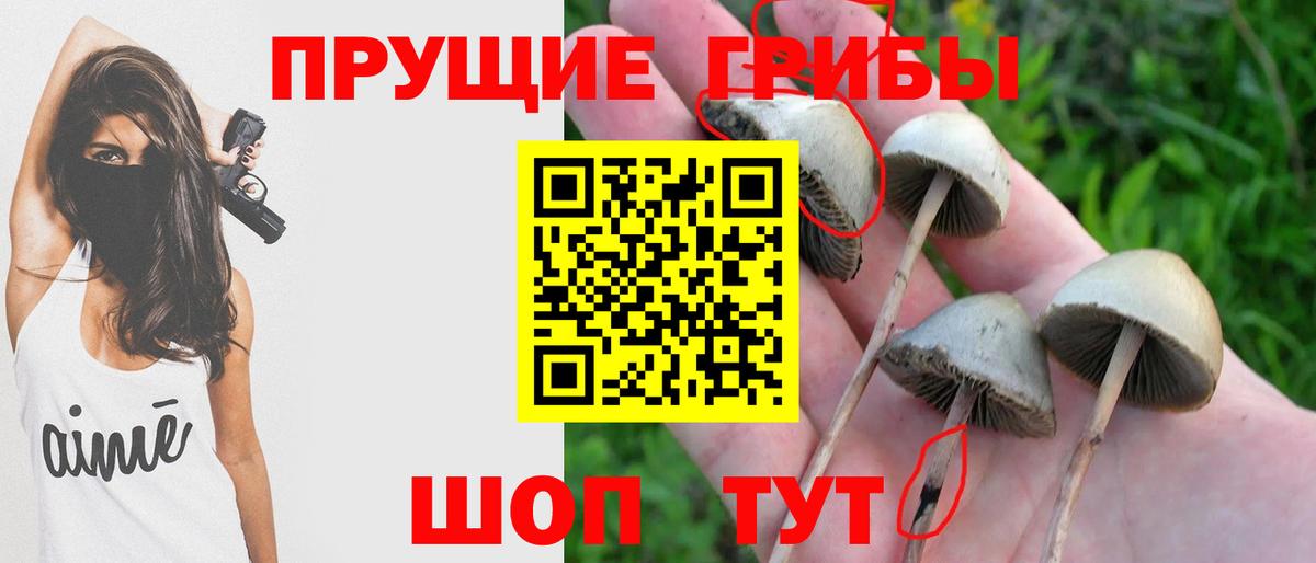 Лесозаводск  Галлюциногенные грибы Psilocybine cubensis  продажа наркотиков  Вход с VPN 